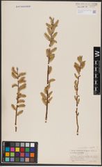 Foto von Salix candida Flüggé ex Willd. x Salix cordata Michx.